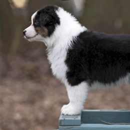 Australian Shepherd Puppies from Riverlook Australian Shepherds