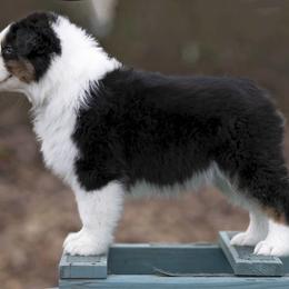 Australian Shepherd Puppies from Riverlook Australian Shepherds