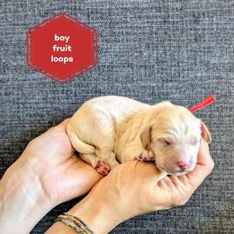 Fruit Loops - Cream male Goldendoodle puppy in Cambridge, Minnesota from Country Meadow Doodles