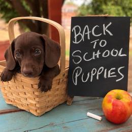 Carlos V - Chocolate and tan male Dachshund puppy in Valley Center, California from Ranchy Doxies