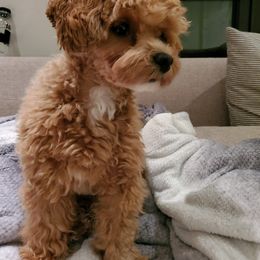 Maltipoo All Grown Up from Maltipoo FurBabies