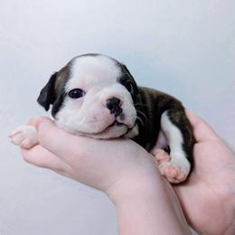 Baby Selûne - Brindle and white female Boston Terrier puppy in Kingsport, Tennessee from Sleepwalker Bostons