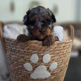 Lenny - Blue merle male Aussiedoodle puppy in Saint Cloud, Florida from Jagged Oaks Farm