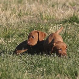 German Shorthaired Pointer and Vizsla Puppies from Big Country Kennels