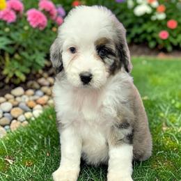 Camaro - Blue merle male Aussiedoodle puppy in Boonville, North Carolina from Branch Creek kennels