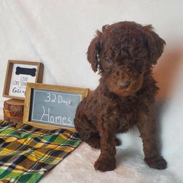 Poodle Puppies from Poo La La Poodles