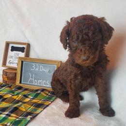 Poodle Puppies from Poo La La Poodles