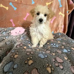 Pearl - Apricot female Poodle puppy in Pounding  Mill, Virginia from Rosa's Chihuahuas