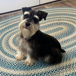 Knight - Miniature Schnauzer