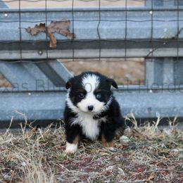 Australian Shepherd, Miniature American Shepherd, Miniature Australian Shepherd, and Toy Australian Shepherd Puppies from Texas Bluebonnet Herders