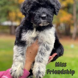 Miss Friendship - Black and white Portuguese Water Dog puppy in Grants Pass, Oregon from Rogue River Portuguese Water Dogs