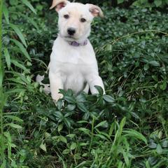 Carolina Dog Puppies from Williams Sweet Carolina