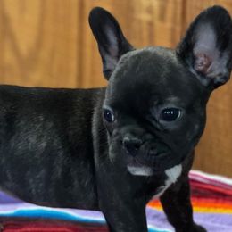 French Bulldogs from OG’s Frenchies