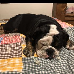 Bulldog Puppies from Snuggle Pups