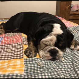 Bulldog Puppies from Snuggle Pups