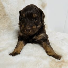 Aussiedoodle and Australian Shepherd Puppies from Homestead Aussies & Doodles