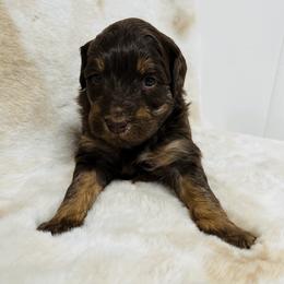 Aussiedoodle and Australian Shepherd Puppies from Homestead Aussies & Doodles