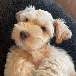 Scotty - Wheaten male Miniature Schnauzer puppy in Interlachen, Florida from Pam's Schnauzers