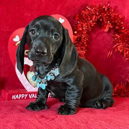 Bowie - Black male Dachshund puppy in Lincoln, Arkansas from Red Dirt Dachshunds