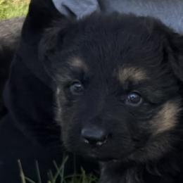 German Shepherd Puppies from Circle Oaks Shepherds