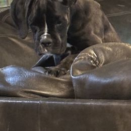 Boxer All Grown Up from Bentley’s Boxers