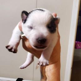 Three quarter mask - Blue speckled male Australian Cattle Dog puppy in Lenoir, North Carolina from Blue Coyote Ranch