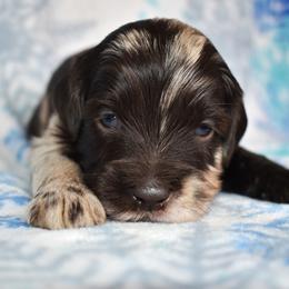 Caspian - Merle male Goldendoodle puppy in Macedon, New York from Toodles Goldendoodles