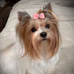 Hazel - Yorkshire Terrier