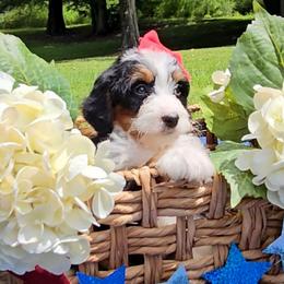 Coco - Tri-color female Bernedoodle puppy in Russell Springs, Kentucky from 270 Doodles