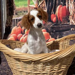Cavapoo and Poodle Puppies from Danielle Perkins's Pups