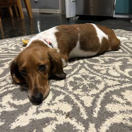 Sylvie - Dachshund