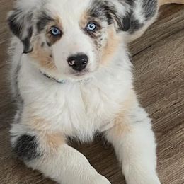 Australian Shepherds from Twisted A Acres