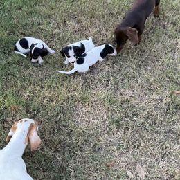 Dachshund Puppies from Matalik’s Mini’s