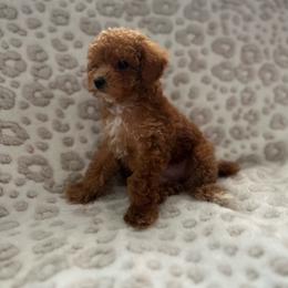Flynn - Red  male Poodle puppy in Kissimmee, Florida from Unique Poodles