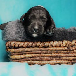 Goldendoodle Puppies from Warren Doodles