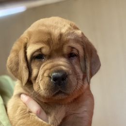 Labrador Retriever Puppies from Alabama English Labs