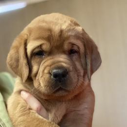 Labrador Retriever Puppies from Alabama English Labs