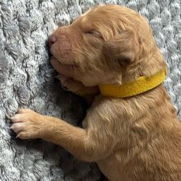G3- Yellow - Apricot female Goldendoodle puppy in Ankeny, Iowa from Iowadoodles2love