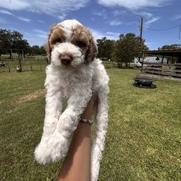 Taz - Parti male Double Doodle puppy in Yoakum, Texas from The Scott’s Dood Ranch