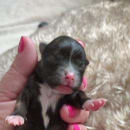 Tito - Tri-colored male Pomeranian puppy in Illinois from Maribel Poms