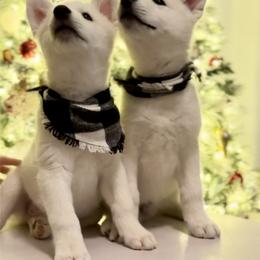 Siberian Husky Puppies from Snowy Siberians
