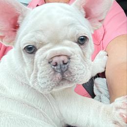 French Bulldog Puppies from Jessicah's Frenchies Michigan's French Bulldog Breeder