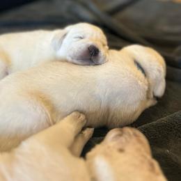 Girl 3 - Yellow female Labrador Retriever puppy in Clayton, North Carolina from The Homestead at Little Creek