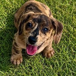 Alta Reign - Dachshund