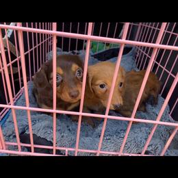Dachshund Puppies from Long Dog Ranch