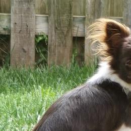 Nalle - Chihuahua