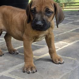 Tarzan - Rd whtn blk nose male Rhodesian Ridgeback puppy in Gaffney, South Carolina from Circle D Farms