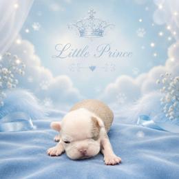 Lilac Half White Face Boy - Black and white female Boston Terrier puppy in San Antonio, Texas from JT Bostons