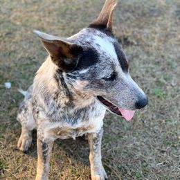 Australian Cattle Dogs from Amber Molina's Australian Cattle Dogs