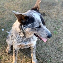 Australian Cattle Dogs from Amber Molina's Australian Cattle Dogs